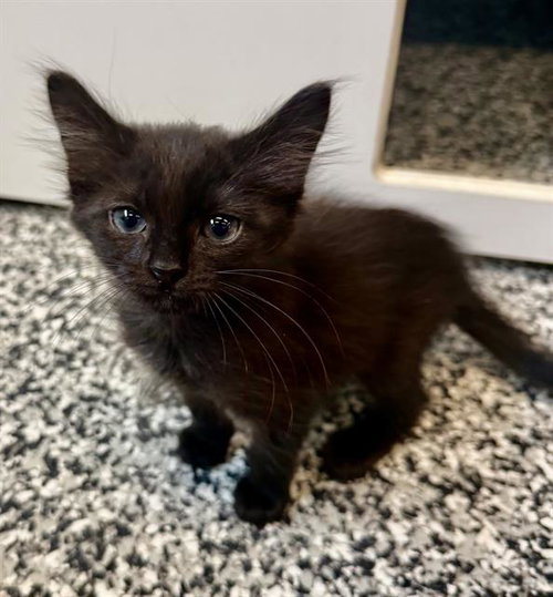 SELINA, Baby Domestic Short Hair (medium coat), cat for adoption in Bradenton, Florida
