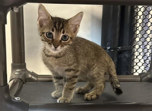 SIMBA, Baby Domestic Short Hair (medium coat), cat for adoption in Bradenton, Florida