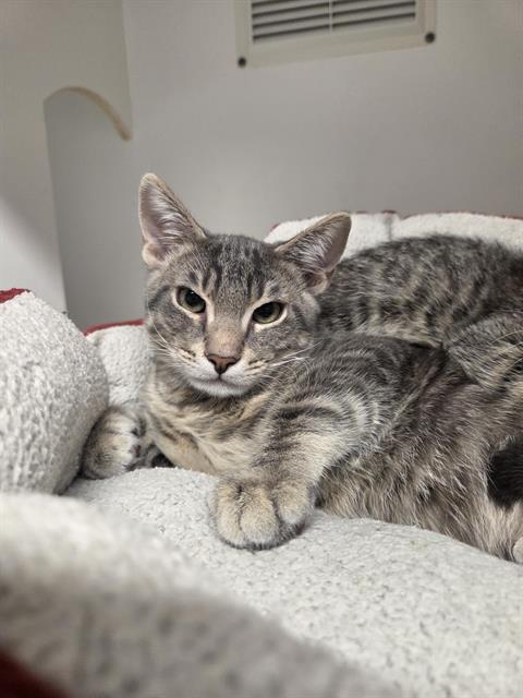 BOWIE, Baby Domestic Short Hair (medium coat), cat for adoption in North Port, Florida