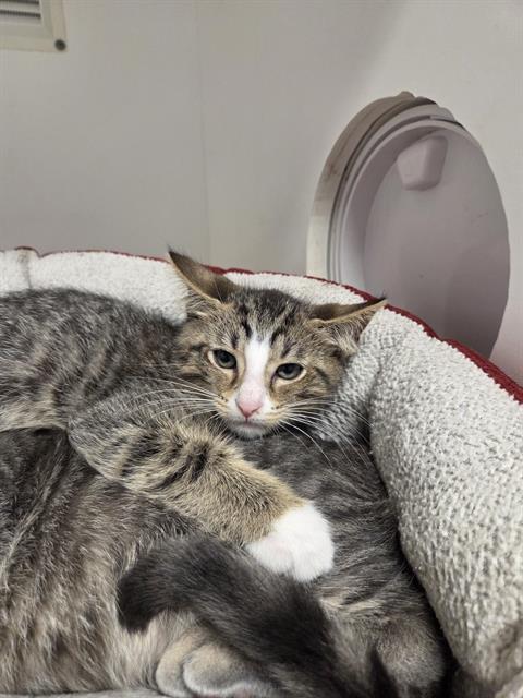 BOOTS, Baby Domestic Short Hair (medium coat), cat for adoption in North Port, Florida