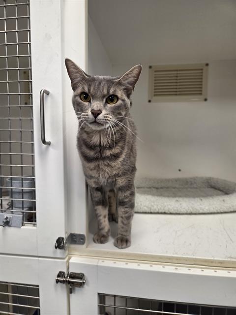 LILITH, Adult Domestic Short Hair (medium coat), cat for adoption in North Port, Florida