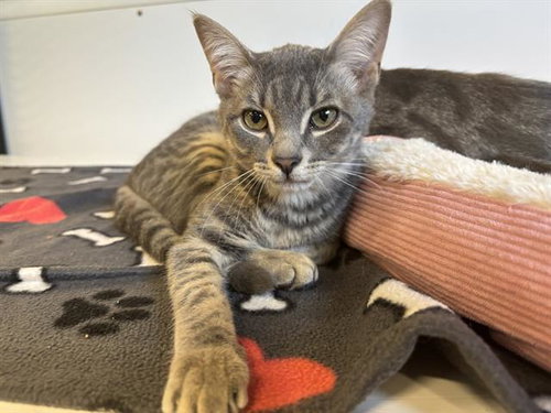 ALEXANDER, Baby Domestic Short Hair (medium coat), cat for adoption in North Port, Florida