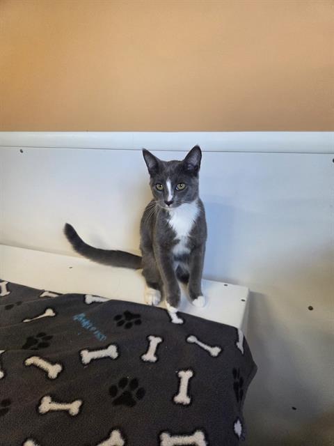 WALLY, Adult Domestic Short Hair (medium coat), cat for adoption in North Port, Florida