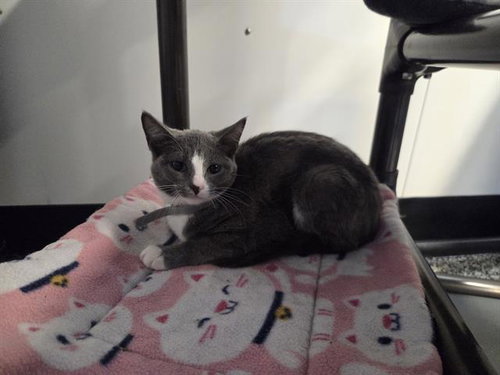SAGE, Baby Domestic Short Hair (medium coat), cat for adoption in North Port, Florida