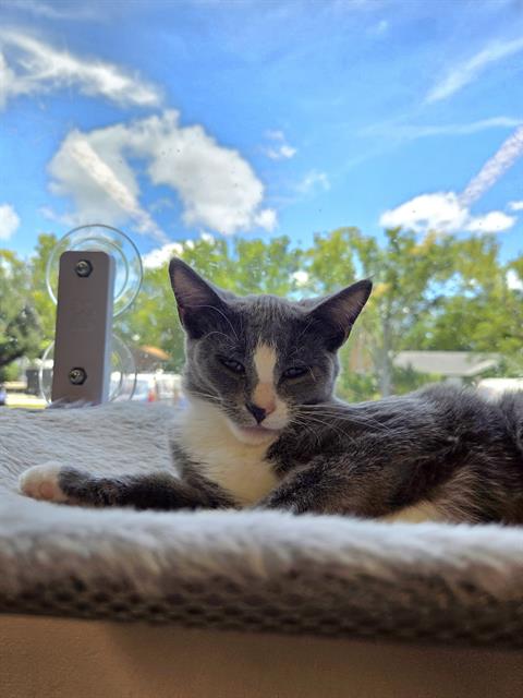 SAGE, Baby Domestic Short Hair (medium coat), cat for adoption in Pinellas Park, Florida