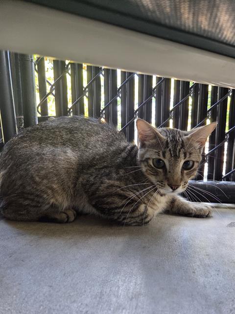 JOSEPH, Adult Domestic Short Hair (medium coat), cat for adoption in North Port, Florida