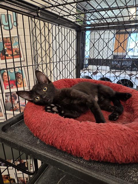 STARSKY, Baby Domestic Short Hair (medium coat), cat for adoption in North Port, Florida