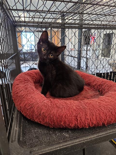 HUTCH, Baby Domestic Short Hair (medium coat), cat for adoption in North Port, Florida