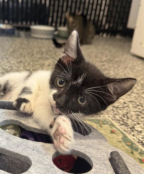 SNAPPY, Baby Domestic Short Hair (medium coat), cat for adoption in Bradenton, Florida