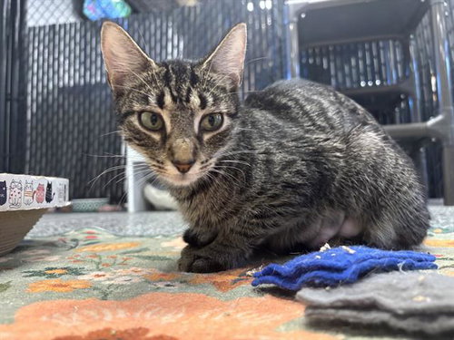 MAISY, Young Domestic Short Hair (medium coat), cat for adoption in North Port, Florida