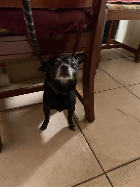 DUKE