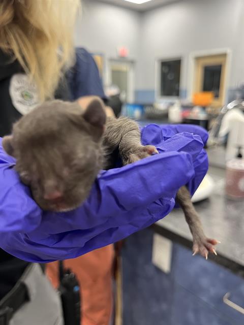 TOKO, Baby Domestic Short Hair (medium coat), cat for adoption in Bradenton, Florida