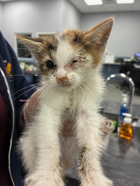 PIGLET, Baby Domestic Short Hair (medium coat), cat for adoption in Bradenton, Florida