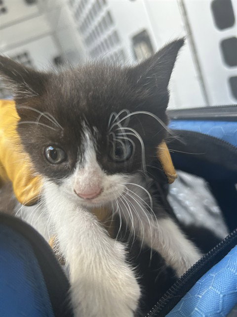 A136203, Baby Domestic Short Hair (medium coat), cat for adoption in Bradenton, Florida