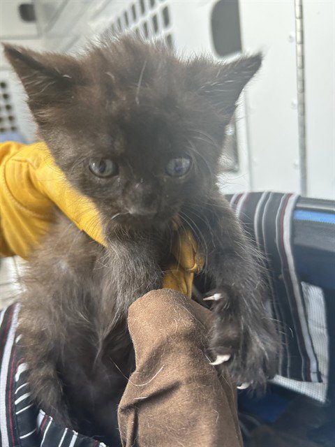 A136204, Baby Domestic Short Hair (medium coat), cat for adoption in Bradenton, Florida