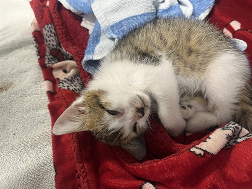 RANGO, Baby Domestic Short Hair (medium coat), cat for adoption in Bradenton, Florida