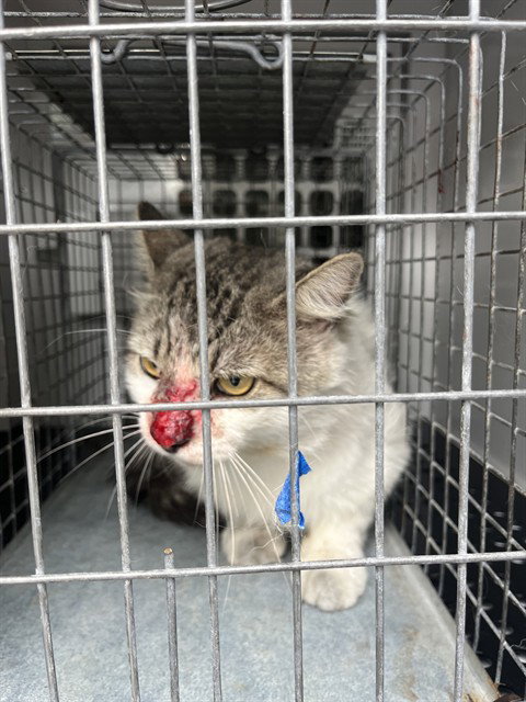 A136693, Adult Domestic Medium Hair (medium coat), cat for adoption in Bradenton, Florida