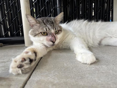 BUDDY, Adult Domestic Medium Hair (medium coat), cat for adoption in North Port, Florida