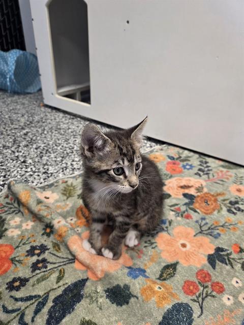 BLUEBERRY MUFFIN, Baby Domestic Short Hair (medium coat), cat for adoption in Clearwater, Florida
