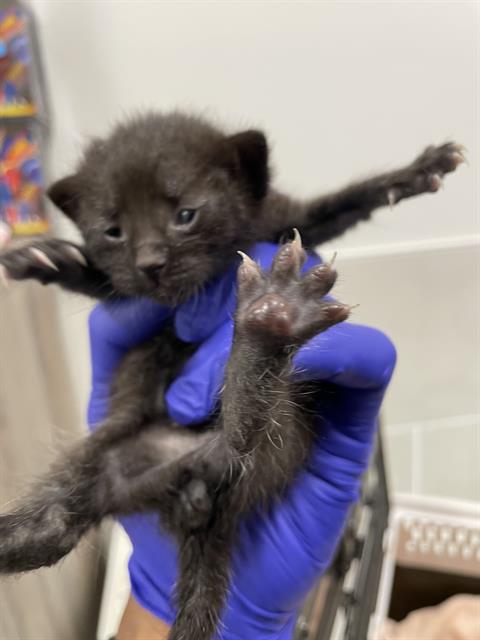 VIOLET, Baby Domestic Short Hair (medium coat), cat for adoption in Clearwater, Florida