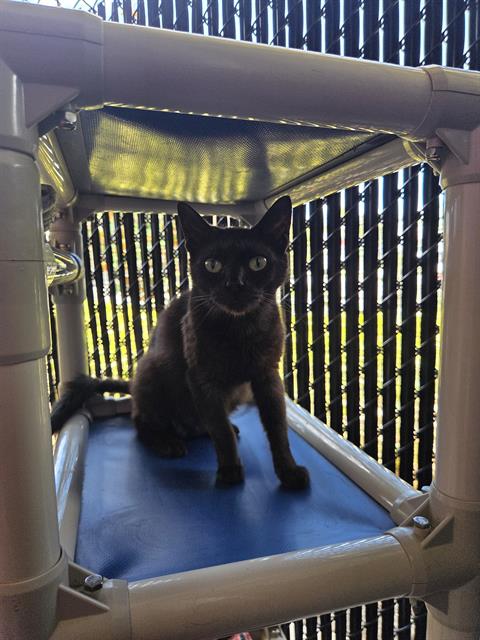 DARLA, Adult Domestic Short Hair (medium coat), cat for adoption in Pinellas Park, Florida