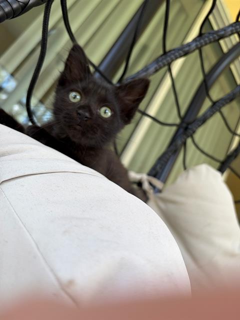 BROWNIE, Baby Domestic Short Hair (medium coat), cat for adoption in Pinellas Park, Florida