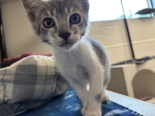 SIERRA, Baby Domestic Short Hair (medium coat), cat for adoption in North Port, Florida