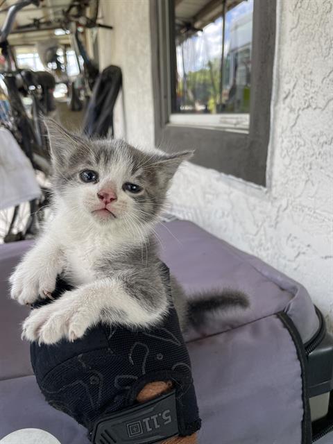 LOKI