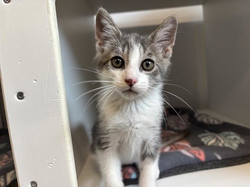 LOKI, Baby Domestic Short Hair (medium coat), cat for adoption in North Port, Florida