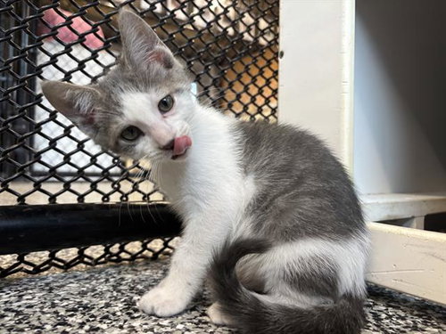 ORIOLE, Baby Domestic Short Hair (medium coat), cat for adoption in North Port, Florida