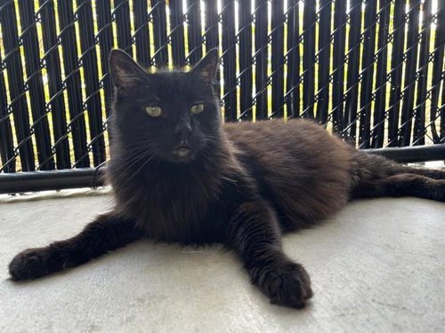FRANKIE, Senior Domestic Long Hair (medium coat), cat for adoption in North Port, Florida