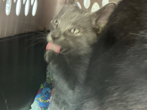 A136877, Baby Domestic Short Hair (medium coat), cat for adoption in North Port, Florida