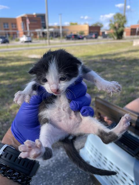 A135818, Baby Domestic Short Hair (medium coat), cat for adoption in North Port, Florida
