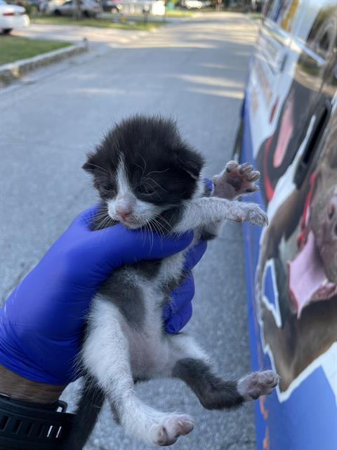 A135819, Baby Domestic Short Hair (medium coat), cat for adoption in North Port, Florida