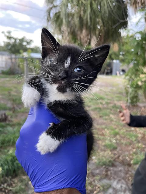 MAXIE, Baby Domestic Short Hair (medium coat), cat for adoption in North Port, Florida