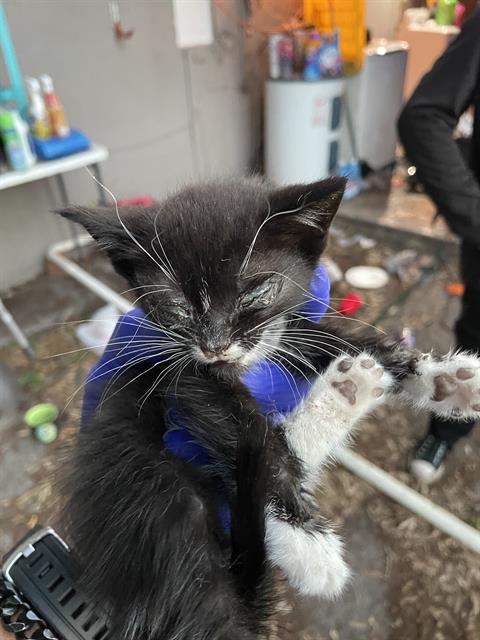MINNIE, Baby Domestic Short Hair (medium coat), cat for adoption in North Port, Florida