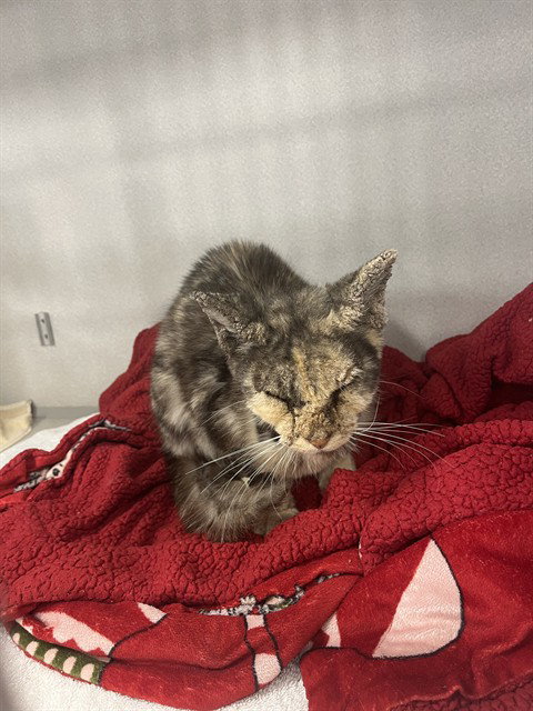 A136748, Adult Domestic Short Hair (medium coat), cat for adoption in North Port, Florida