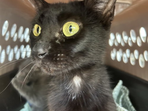 A136876, Young Domestic Short Hair (medium coat), cat for adoption in North Port, Florida