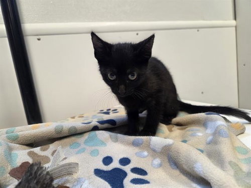 MIDNIGHT, Baby Domestic Short Hair (medium coat), cat for adoption in Lakeland, Florida