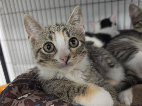 BAILEY, Baby Domestic Short Hair (medium coat), cat for adoption in Lakeland, Florida
