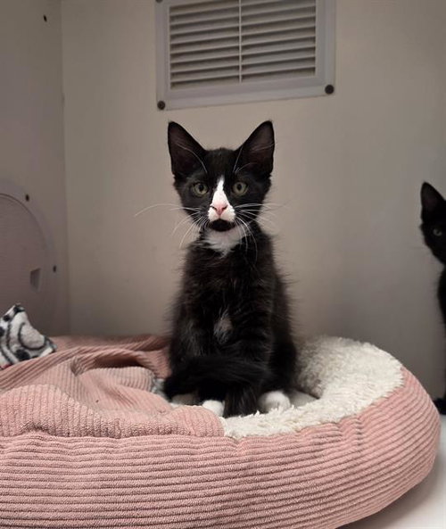 LUKE, an adoptable Domestic Short Hair in Palmetto, FL