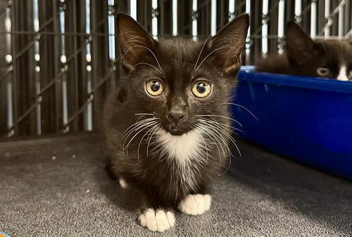 DANI, Baby Domestic Short Hair (medium coat), cat for adoption in Pinellas Park, Florida