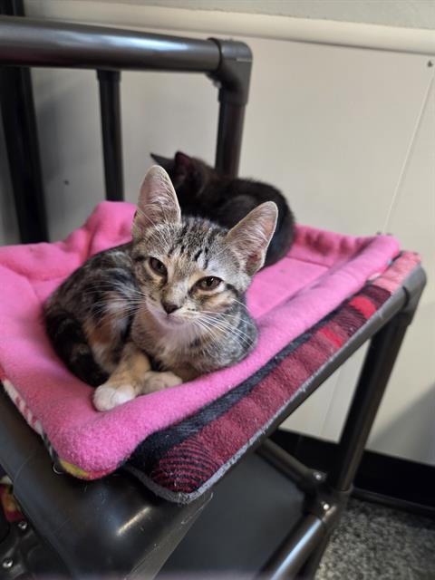 JILL, an adoptable Domestic Short Hair in Palmetto, FL