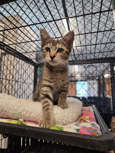 PARIS, an adoptable Domestic Short Hair in Palmetto, FL