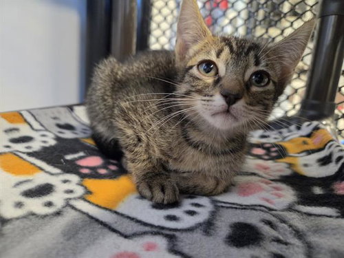 CORAL, Baby Domestic Short Hair (medium coat), cat for adoption in Lakeland, Florida