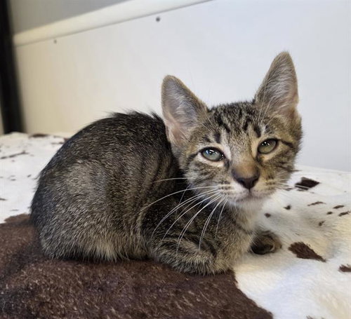 ARCHIE, Baby Domestic Short Hair (medium coat), cat for adoption in Lakeland, Florida