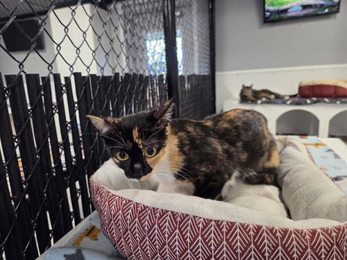 KALEIDOSCOPE, Young Domestic Short Hair (medium coat), cat for adoption in Lakeland, Florida