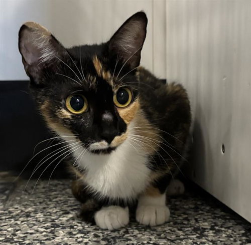 KALEIDOSCOPE, an adoptable Domestic Short Hair in Palmetto, FL
