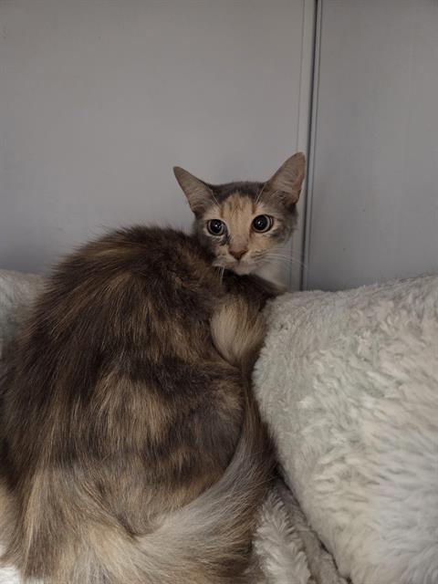 VARIEGATED, Adult Domestic Short Hair (medium coat), cat for adoption in Lakeland, Florida