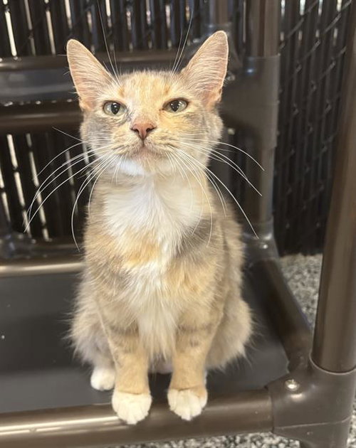 VARIEGATED, an adoptable Domestic Short Hair in Palmetto, FL